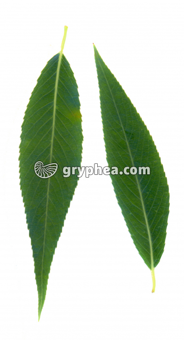 Saule pleureur - Feuilles (Salix babylonica) - gryphea.org